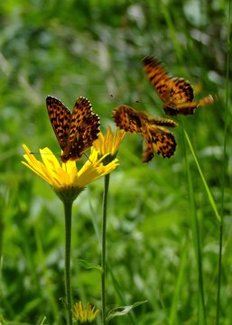 Drei Schmetterlinge auf einer gelben Blume