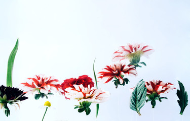 Levitating beautiful flowers under water.