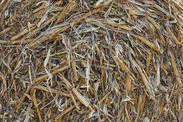 bale of hay in the meadow