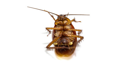 cockroaches on white background