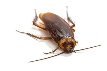 cockroaches on white background