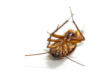 cockroaches on white background