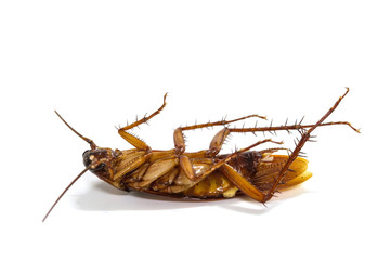 cockroaches on white background