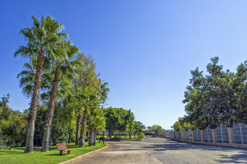 Obraz premium Road among palm trees in the Beach park. Antalya, Turkey
