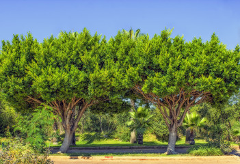 Fototapeta na wymiar Two symmetric green trees in the Beach park. Antalya, Turkey