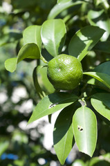 シークヮーサー