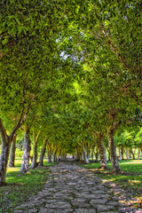 Rocks path under green trees in the Beach park. Antalya, Turkey