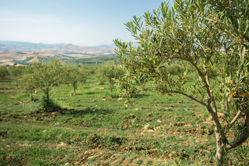 Close-up of young olive tree. Plantation of olive trees. Olive grove, hills, cultivated land and blue sky 