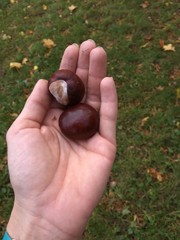 hand holding chestnuts