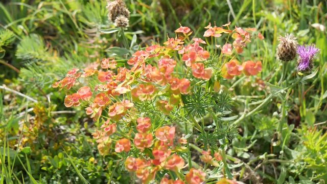 Fiori e vegetazione di montagna alpina