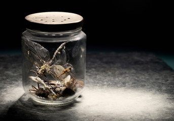 Insects in jar