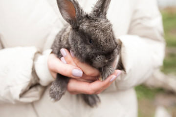 Grey rabbit in girls hands outdoor