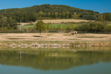 Fototapeta na wymiar Campagna umbra nei pressi del fiume Tevere