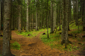Coniferous forest. North of Montenegro