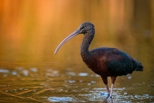 glossy ibis (plegadis falcinellus)