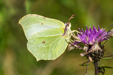 Brimstone butterfly (Gonepteryx rhamni)