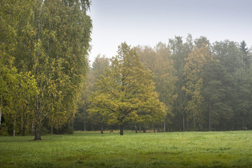 Fototapeta premium Early autumn forest