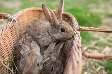 Three bunnys in basket countryside
