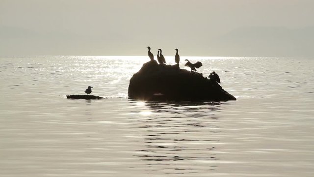 Silhouette of birds sitting on the stone in the water