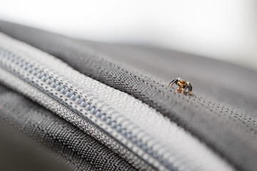 Spinne läuft auf einer Tasche