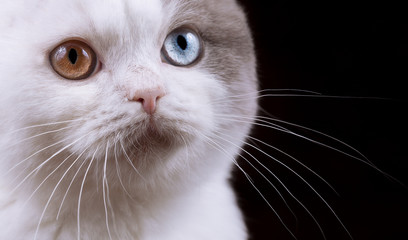 Katzenaugen Odd eyed eines Britisch Kurzhaar Kitten in lilac Harlekin