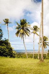 Palmen auf einem Berg vor der Küste