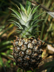 Fototapeta premium Pineapple fuit plant