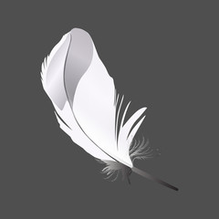 Colorful detailed white bird feather