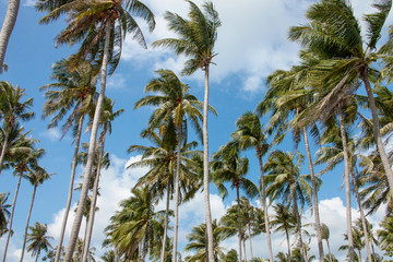 Palm grove at sunny and windy day on cloudy sky background.