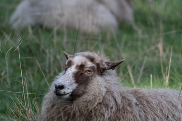 sleepy sheep