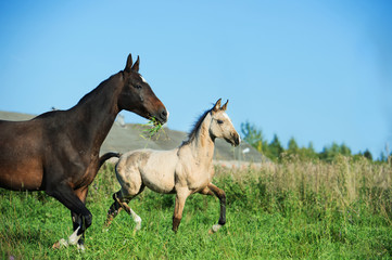 Obraz na płótnie Canvas running purebred akhalteke foal with mom on field