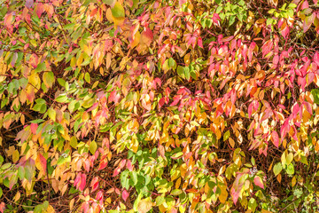 Background autumn. Red and yellow leaves are illuminated by the warm autumn sun.
