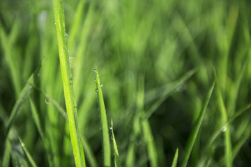 Fototapeta na wymiar Fresh morning dew on grass, natural background