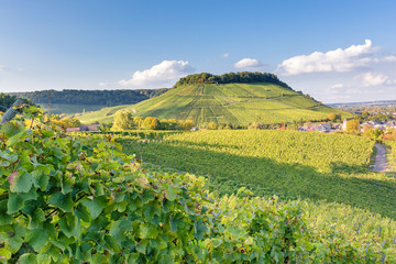 Fototapeta na wymiar Vineyards in autumn. Autumnal landscape in the vineyards of Luxembourg at the Moselle on a sunny evening.