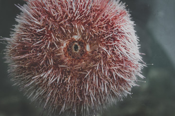Sea Urchin