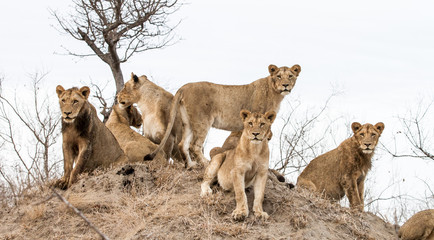 Young lions from a pride look scan their horizon from a termite mound