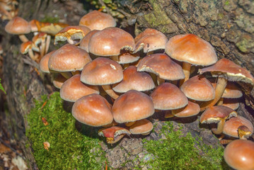 Hypholoma capnoides is an edible mushroom in the family Strophariaceae on tree trunk with green moss