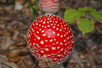 Amanita muscaria, commonly known as the fly agaric or fly amanita. Young example closeup.