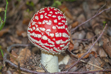 Amanita muscaria, commonly known as the fly agaric or fly amanita. Young example closeup.