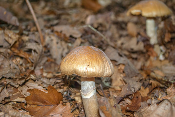 Cortinarius caperatus, commonly known as the gypsy mushroom, is a highly esteemed edible mushroom of the genus Cortinarius found in northern regions of Europe and North America.