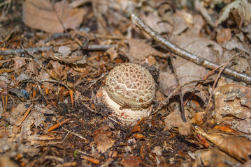 Amanita pantherina, also known as the panther cap and false blusher. Small young example. Toxic!