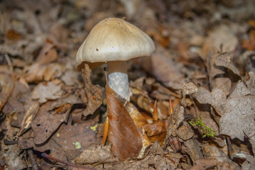 Cortinarius caperatus, commonly known as the gypsy mushroom, is a highly esteemed edible mushroom of the genus Cortinarius found in northern regions of Europe and North America.