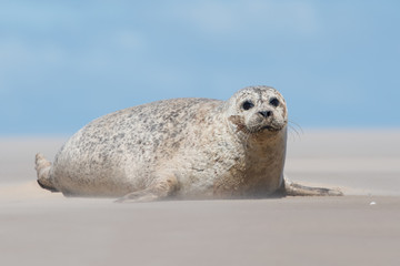 Harbour Seal (Phoca vitulina)/Harbour Seal on sandy beach