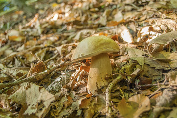 Boletus edulis (English: penny bun, cep, porcino or porcini) in brown dry leaves close-up