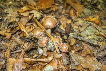 Amanita regalis, commonly known as the royal fly agaric or the king of Sweden Amanita