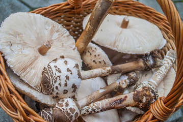 The parasol mushrooms (Macrolepiota procera or Lepiota procera) picked up in basket