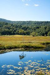 尾瀬、湖面に映る木