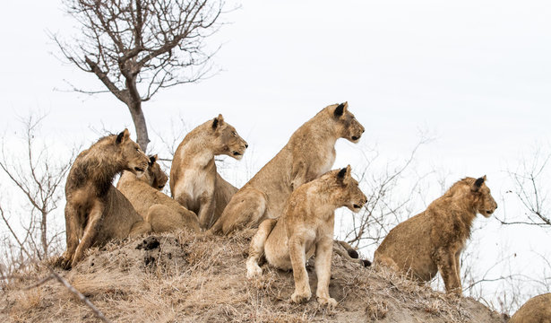 All Look Left... Lions From A Large Pride Look Alert