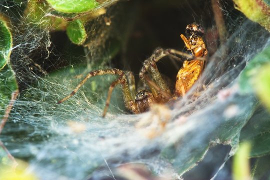spider and its prey in lair