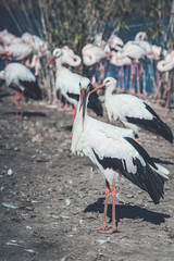 Cigogne